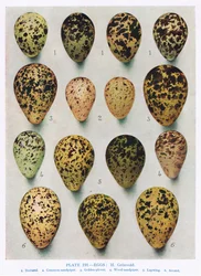Eier: Waldschnepfe, Bekassine usw., Illustration aus „Britische Vögel“ von Kirkman und Jourdain, 1966